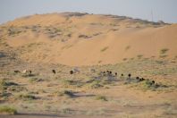 Pastva v poušti, Dzharkurgan