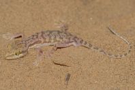 Crossobamon eversmanni, Dzharkurgan