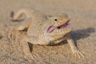 Phrynocephalus mystaceus, Dzharkurgan