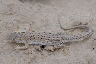 Eremias cf. velox, Qorovulbozor