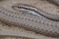 Psammophis lineolatus, Qorovulbozor