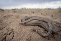 Psammophis lineolatus, Qorovulbozor