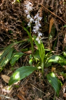 Orchidaceae, Hoang Lien