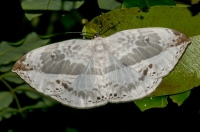 Lepidoptera, Cuc Phuong NP