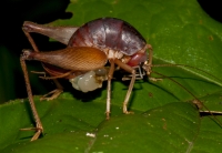 Orthoptera, Cuc Phuong NP
