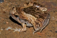 Microhyla pulchra, Phong Nha-Ke Bang NP