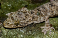 Gekko palmatus, Phong Nha-Ke Bang NP