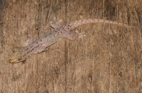 Hemidactylus frenatus, Bach Ma NP