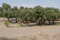 Nangarhar