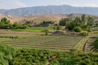 Nangarhar