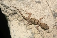 Tenuidactylus sp., Kabul