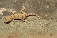 Tenuidactylus sp., Kabul