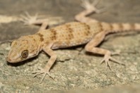 Tenuidactylus sp., Kabul