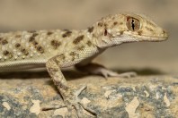 Tenuidactylus sp., Kabul
