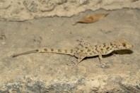 Tenuidactylus sp., Kabul