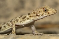 Tenuidactylus sp., Kabul