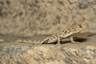 Tenuidactylus sp., Kabul