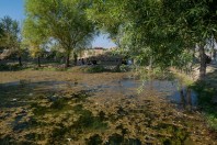 Saiad
