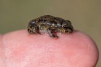 Bufotes sp., Paghman