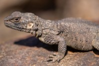 Laudakia cf. caucasia, Paghman