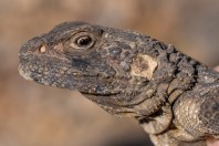 Laudakia cf. caucasia, Paghman