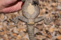 Laudakia cf. caucasia, Paghman