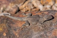 Laudakia cf. caucasia, Paghman