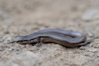 Ablepharus sp., Paghman