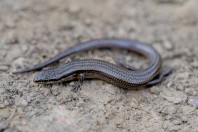 Ablepharus sp., Paghman