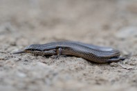 Ablepharus sp., Paghman