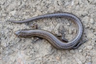 Ablepharus sp., Paghman