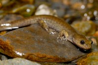 Paradactylodon mustersi, Paghman