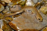 Paradactylodon mustersi, Paghman