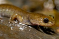 Paradactylodon mustersi, Paghman