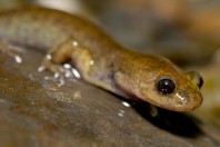 Paradactylodon mustersi, Paghman