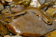 Paradactylodon mustersi, Paghman