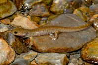 Paradactylodon mustersi, Paghman