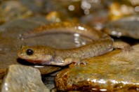 Paradactylodon mustersi, Paghman