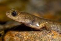 Paradactylodon mustersi, Paghman