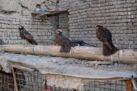 Kabul