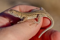 Eremias cf. persicus, Wardak