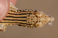 Eremias cf. persicus, Wardak