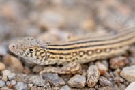 Eremias cf. persicus, Wardak