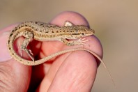 Mesalina cf. watsonana, Wardak