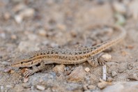 Mesalina cf. watsonana, Wardak