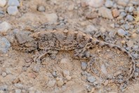 Trapelus sp., Wardak