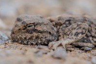 Trapelus sp., Wardak