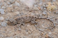 Trapelus sp., Wardak
