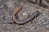 Ablepharus grayanus, Darūntah