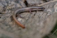 Ablepharus grayanus, Darūntah